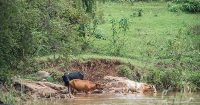 Cattle-drinking-from-river-catchment-area.-Climate-change-has-brought-about-water-insecurity.-Photo-by-Patrick-Sheperd-CIFOR